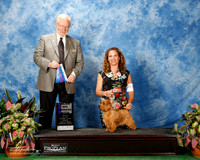 Norfolk Terrier #10 Fri BOW Maj Wise Nancy Ann and Larry Hottot Judge Dr Gerard Penta