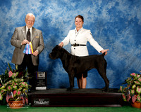 Cane Corso #8 Fri BOB Tina Frey T Judge Dr Gerard C Penta
