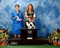 Japanese Chin #15 Fri Maj BOW Wilson Richard and Dale Martenson Judge Delores Burkholder