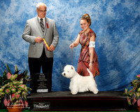 West Highland White Terreir #19 Fri BOB NSGC Maw Jenny Auger Judge Robert Paust