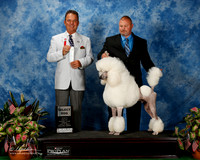 Poodle Standard #19 Fri SD Smith Mary Michelle Judge George Milutinovich