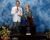 Poodle Toy #8 Fri BOW Amen Kay Agent Elizabeth Brown Judge George Milutinovich