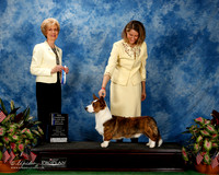 Cardigan Welsh Corgi #5 Fri NC Maj BOW Cantrell Helen Judge June A Penta