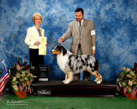 Australian Shepherd #5 Fri G3 Blanco Stephen and Jasmine Hanigan and J and S Miller Agent Clint Livingston Judge June A Penta