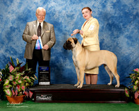 Bullmastiff #12 Fri BOW Sturiale Paula and Christie Parrent Judge Dr Gerard C Penta