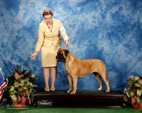 Bullmastiff G2 custom P Sturiale Bobbi