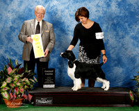 English Springer Spaniel #42 Fri G3 Green Laurie and Dick Agent Jody Paquette Judge Dr Gerard C Penta