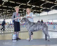 Irish Wolf Hound #7 Sat BOW Staman Kim and Brenda and Gary Fairbanks Judge June A Penta
