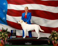 Labrador Retriever #6 Fri 1st 12-18 Shukla Brenda Judge