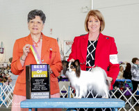 Papillon #20 Sat BOB Schmidt Jeanie and Paula Cox Judge Delores Burkholder
