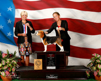 Beagle 13in #5 Sat BOW WD Torosyan Alvin Jduge Debra L Thornton