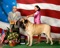 Mastiff #19 Sat BOB Watson Laura and Pamela F Winter Judge Vincent Chianese