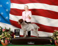 Wirehaired Pointing Griffon #10 Sat BOB Patterson Elizabeth