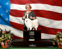 American Eskimo #14 Sat NGC SB Schroeder sherion and Jackie Blackburn Judge Francine W Schwartz