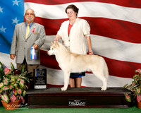 Siberian Husky #33 Sat NC Maj Barnes Bruce and Joanne Barnes Judge vincent P Chianese