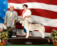 Siberian Husky #35 Sat BOB Barnes Bruce and J and T Schonberger and M McDougall Judge vincent P Chianese