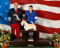 Scottish Terrier #21 Sat Maj BOW Bolen Pat and Linda and Adrian Sanchez Judge Robert Paust