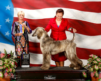 Afghan Hound #11 Sat BOB Seki Mr Heroshi Agent Kari Smith Judge Debra Thornton