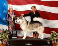 Alaskan Malamute #5 Sat BOB Rice Marilyn Agent Tammy Dennis Judge Debra Thornton