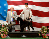Portugues Water Dog #9 Sat BOW Maj Woodburn Lana Judge Vincent Chianese