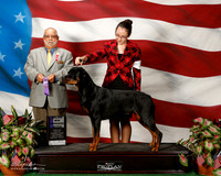 Rottweiler #22 Sat WB Maj Debelis Debra Agent Rose Leale Judge Vincent Chianese