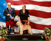 Soft Coated Wheaten Terrier #14 Sat BOW Maj Smith Barbara & Lisa Lopez Judge Robert Paust