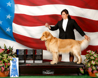 Golden Retriver #9 Sat 1st am bred Macaluso Jennie and Christopher Ruditys