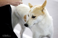 Canaan Dog Sat Ring
