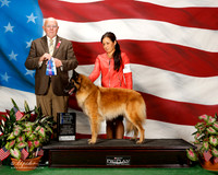 Belgian tervuren #10 Sat NC Maj BOW Meyers Lindsay and Carol Hein Creger Judge Bruce E Voran