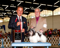 Havanese #7 Sat BOS Redwine JoAnn and William V Redwine Agent Den L Haley Judge George Milutinovich