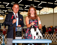 Japanese Chin #15 Sat BOW Maj Wilson Richard and Sale Martenson Agent Roxanne Sutton Judge George Milutinovich