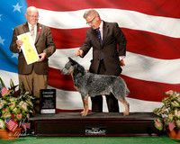 Australian Cattle Dog #11 Sat G3 Thomas Desiree and J Wilkinson and Deb Mintzer Judge Bruce E Voran