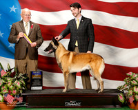 Belgian Malinoi #9 Sat BOB Barron Cynthia and John Judge Bruce E Voran