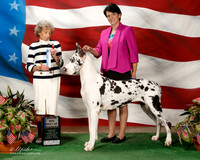 Great Dane #38 Sat Maj BOW Gwlynda Judge Francine W Schwartz