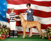 Great Dane #6 Sat Maj SB Ridgway Nancy and Susan J OBrien Agent Aslynn Rose Judge Francine W Schwartz
