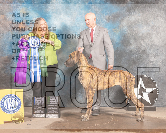 Great Dane #24 Fri BOWBBX Judge Laura Munro-MMJ_7402-FW2022-HR3