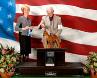 Miniature Pinscher #9 Sat Maj BOW Dewey Larry and Penny CM Smith and Dan Bayless Judge June A Penta