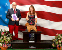 Norfolk Terrier #10 Sat Maj WB Wise Nancy Ann and Larry Hottot Judge Robert Paust