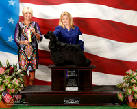 Cocker Spaniel #7 Sat BOV Osper O Legath Da Silva Rambo Judge June A Penta