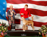 Portuguese Podengo #395 Sat BOB Stenzel Raechel and Bonnie and Linda Albrecht Judge June A Penta
