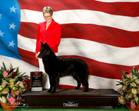 Belgian Sheepdog #22 Sat BOS Maj Ryder Cynthia Tamara Holloway Patricia Snow RESHOOT