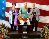 Cavalier King Charles Spaniel #21 Sat Maj BOW Henry Bruce and Shirley Judge anne Eckersley