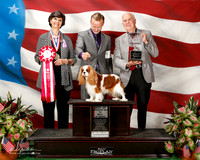 Cavalier King Charles Spaniel #24 Sat BOS Hall Frankie and Ann Kelly Kent Agent Brian Livingston Judge anne Eckersley