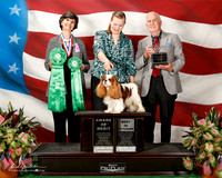 Cavalier King Charles Spaniel #35 Sat AOM Best VET Henry Dr Bruce and Shirley and Brenda Jones and A Scott Judge anne Eckersley