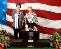 Cavalier King Charles Spaniel #40 Sat RWB Hall Frankie and Ann Kelly H Kent Judge anne Eckersley
