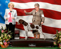 German Shorthaired Pointer #15 Sat G2 Swensson Carlene and M R Lara DVM Judge Vicki Abbott