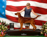 Irish Setter #30 Sat BISS SWEEPS She Swanson Agent Rebecca Gear