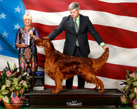 Irish Setter #7 Sat BOW WD Foote Mary and Bruce Judge Debra L thornton