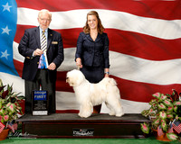 Tibetan Terrier #11 Sat BOW Volan Lori and Samantha Dieke Judge Dr Gerard C Penta