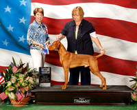Vizsla #11 Sat Maj BOW Carnahan Karen and Steve Judge Sue Goldberg